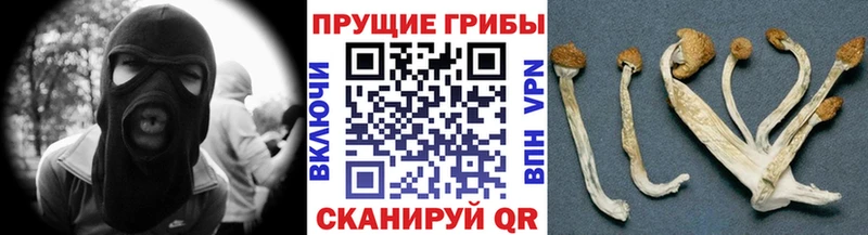 где найти наркотики  Котово  Псилоцибиновые грибы мицелий 